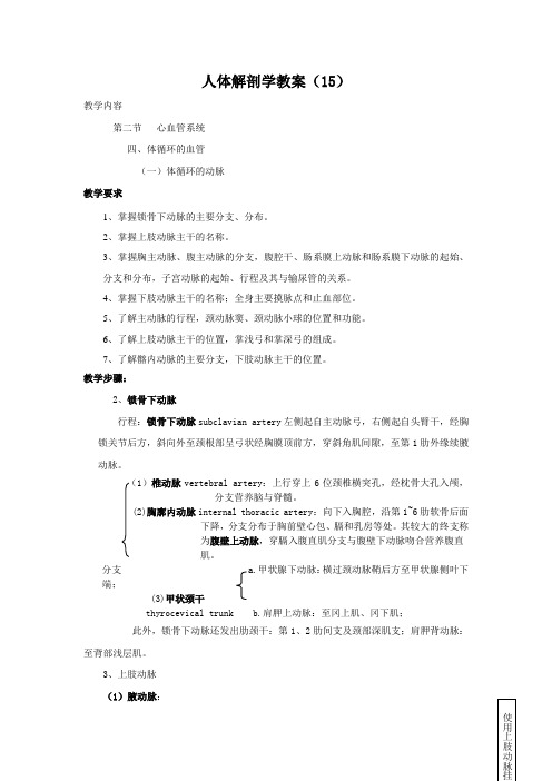 人体解剖学教案(15)