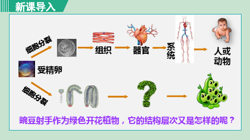 《植物体的结构层次》PPT课件 七年级生物