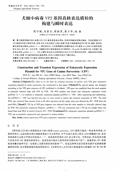 犬细小病毒VP2基因真核表达质粒的构建与瞬时表达