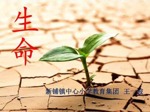 语文人教版四年级下册《生命的药方》PPT