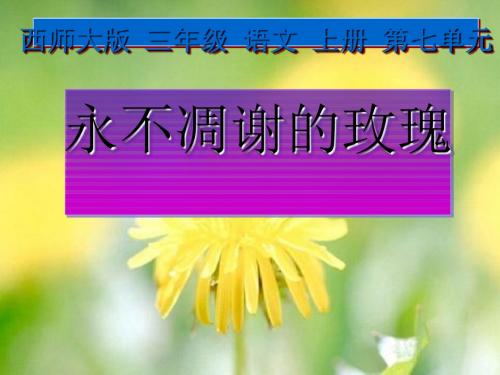 三年级语文上册 第七单元 永不凋谢的玫瑰课件3 西师大版