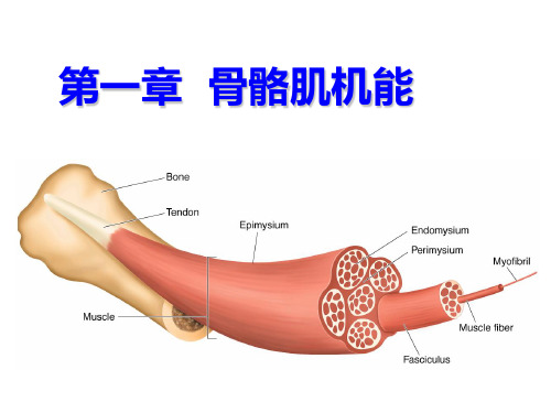 第一章骨骼肌