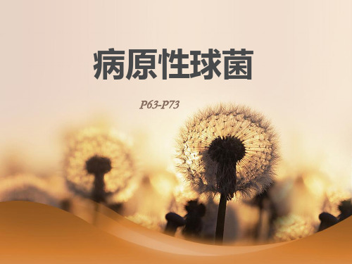 致病性球菌PPT课件