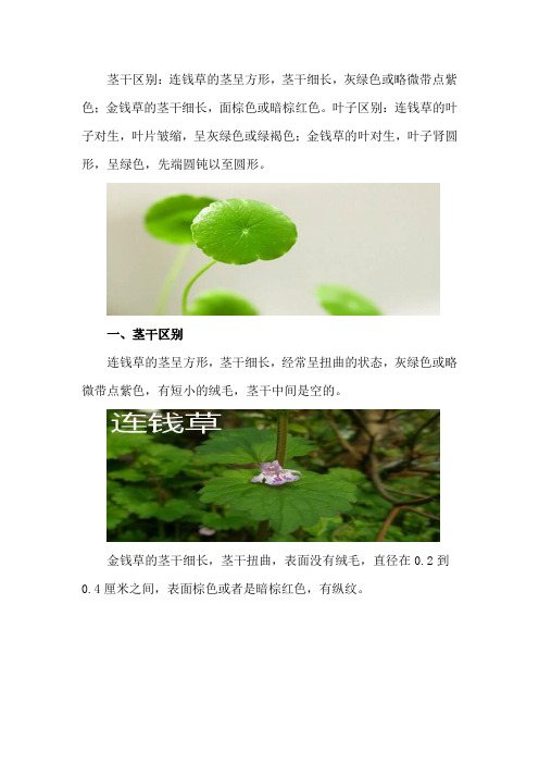 连钱草和金钱草有什么区别