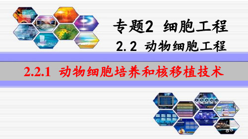 陕西省蓝田县焦岱中学高中生物人教版选修三课件：221动物细胞培养和核移植技术(共16张PPT)