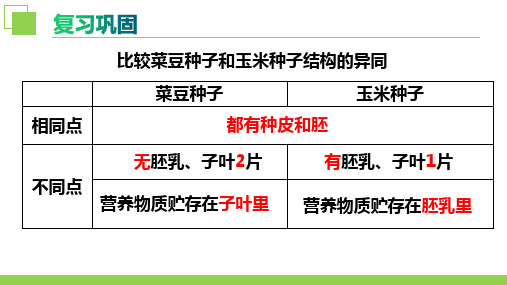 4.1.4种子的萌发课件-2024--2025学年济南版生物八年级上册