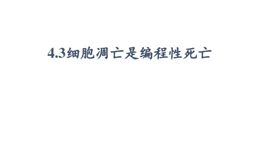 4.3 细胞凋亡是编程性死亡 课件(共17张PPT)浙科版(2019)必修一