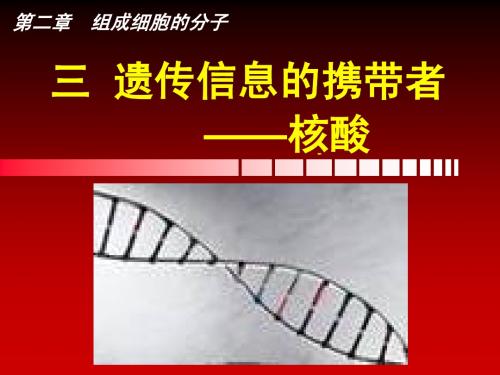 遗传信息的携带者——核酸