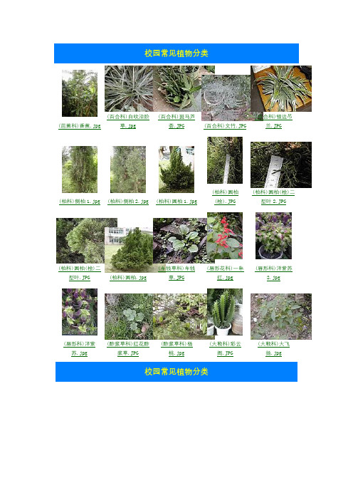 校园植物名称不求人