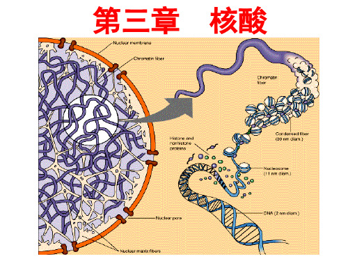 化学生物学导论：第三章 核酸