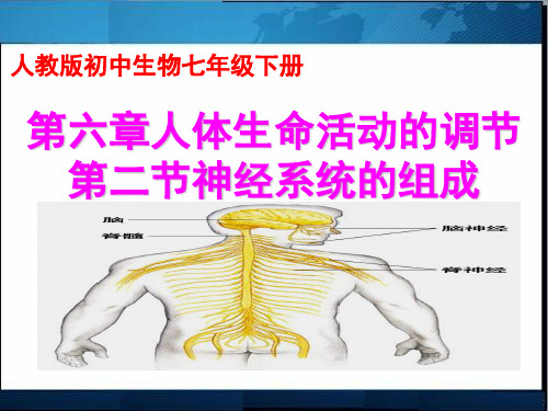 人教版七年级生物下册25第六章第二节神经系统的组成