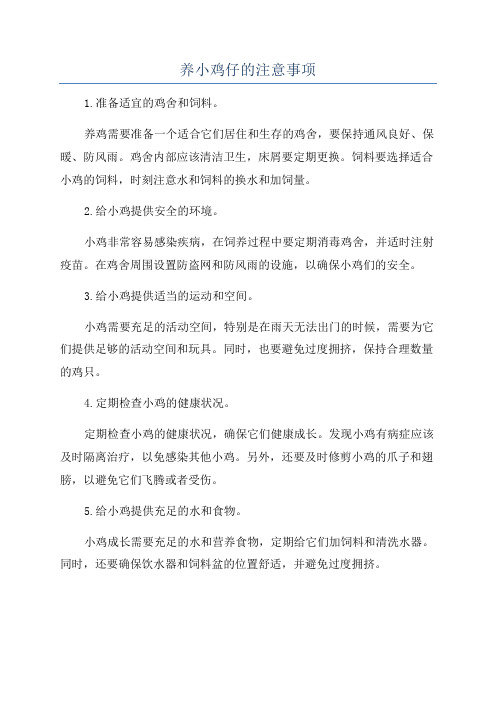 养小鸡仔的注意事项