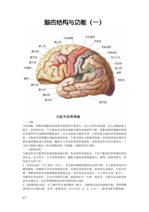 脑的结构与功能