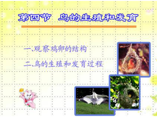 人教版生物八年级下册7.1.4鸟的生殖和发育 课件