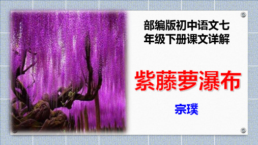 PPT《紫藤萝瀑布》宗璞部编版初中语文七年级下册课文详解