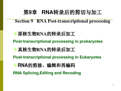 RNA转录后的剪切与加工PPT课件