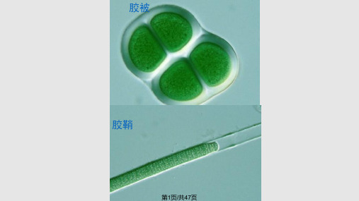 水生生物蓝藻PPT课件