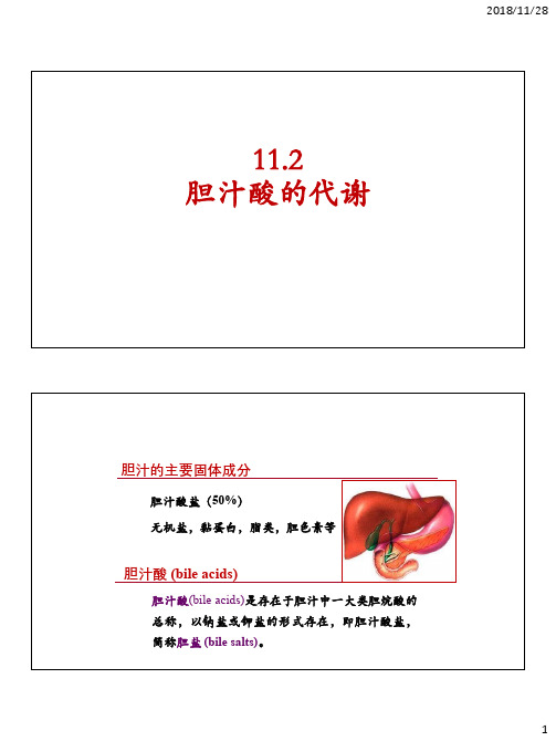 11.2 胆汁酸代谢