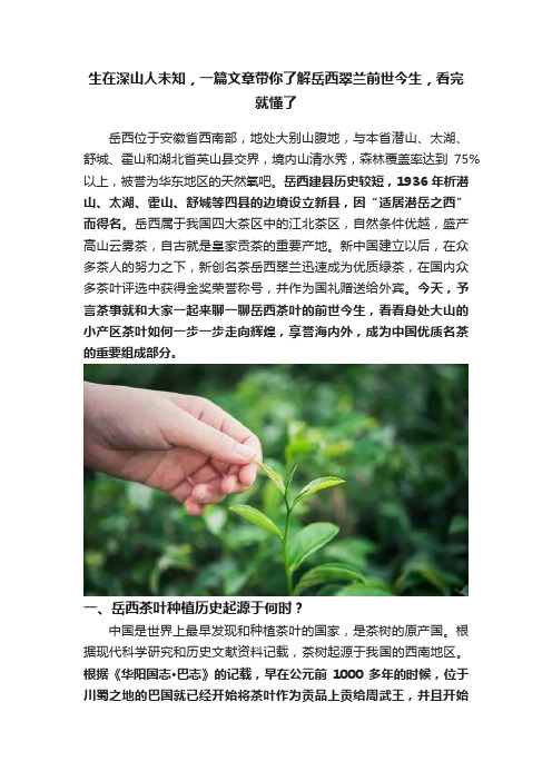 生在深山人未知，一篇文章带你了解岳西翠兰前世今生，看完就懂了