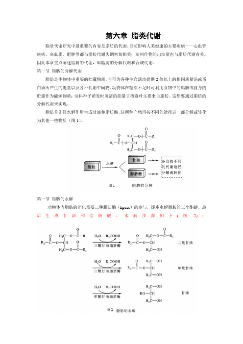 0基础生化-脂类代谢