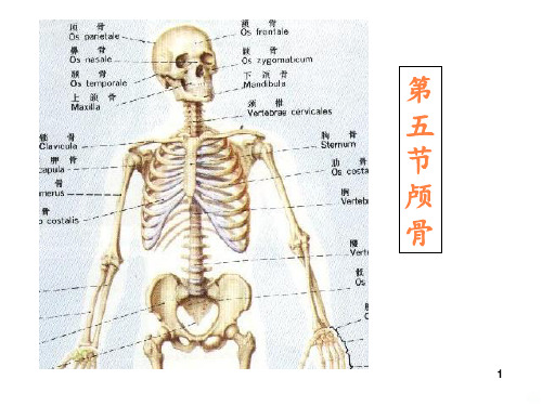 颅骨及连结PPT课件