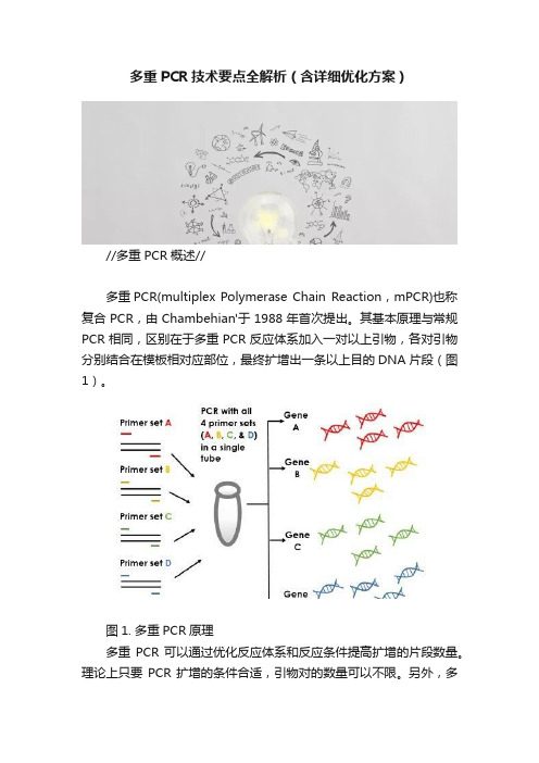 多重PCR技术要点全解析（含详细优化方案）