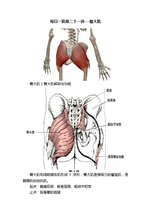 每日一肌第二十一讲---臀大肌