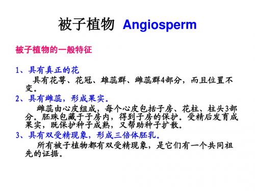 7.2被子植物  Angiosperm