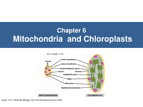 第6章线粒体和叶绿体