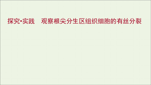 新教材高中生物探究实践观察根尖分生区组织细胞的有丝分裂课件新人教版必修1ppt