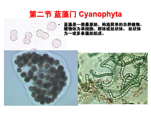 第二节蓝藻门