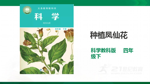 1.2《种植凤仙花》 优质精品课件1