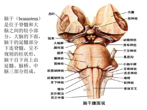 脑干综合征