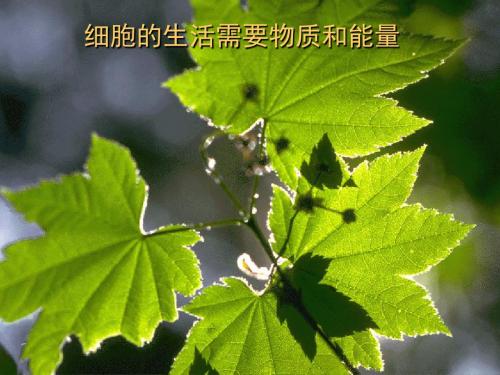 细胞的生活需要物质和能量PPT课件10 人教版