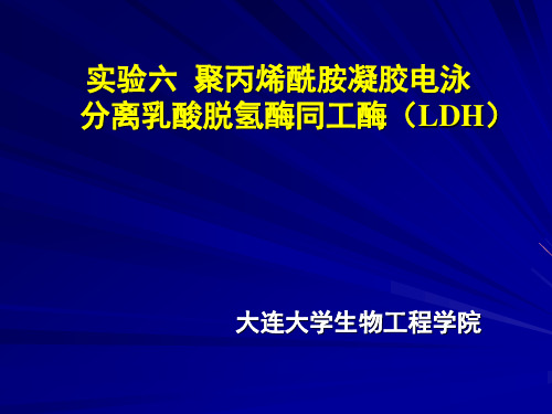 实验5 聚丙烯酰胺电泳分离LDH