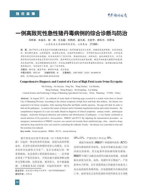 一例高致死性急性猪丹毒病例的综合诊断与防治