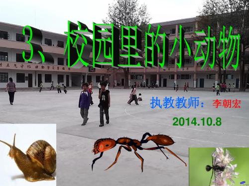 3、蜗牛