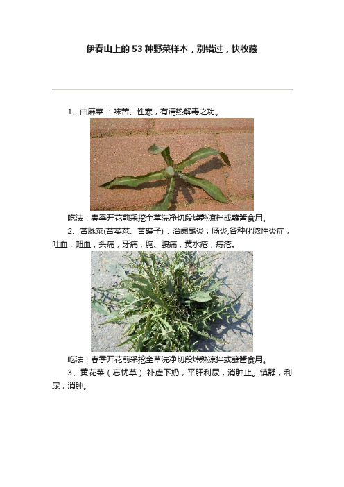 伊春山上的53种野菜样本，别错过，快收藏