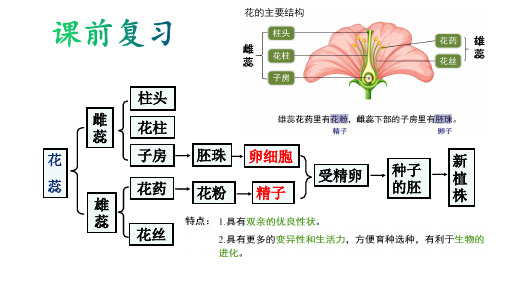 济南版生物七年级上册4.1.7植物的无性生殖(课件)