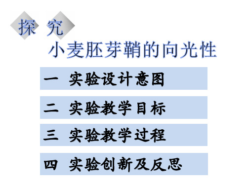 探究小麦胚芽鞘说课ppt课件