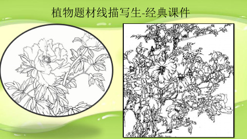 植物题材线描写生-经典课件