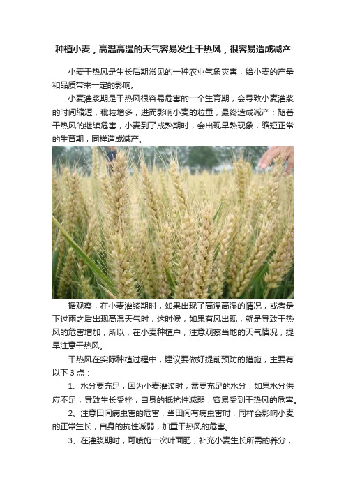 种植小麦，高温高湿的天气容易发生干热风，很容易造成减产