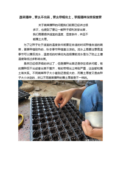 蔬菜播种，要么不出苗，要么带帽出土，掌握播种深度很重要