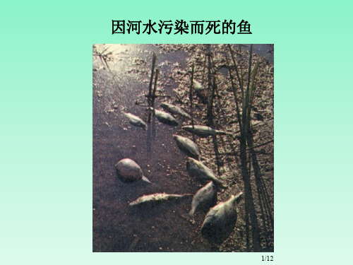 水污染组图欣赏-PDF