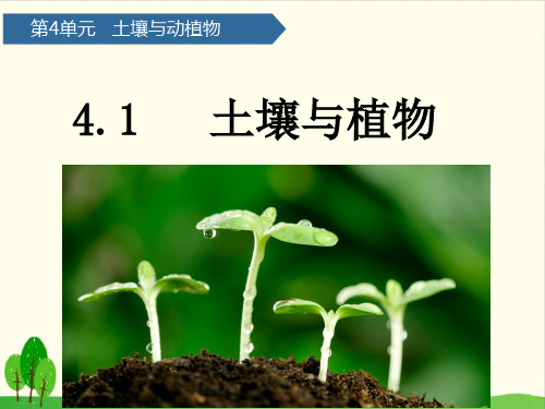 一年级下册科学课件：12土壤与植物 青岛版(六年制)(共17张PPT)