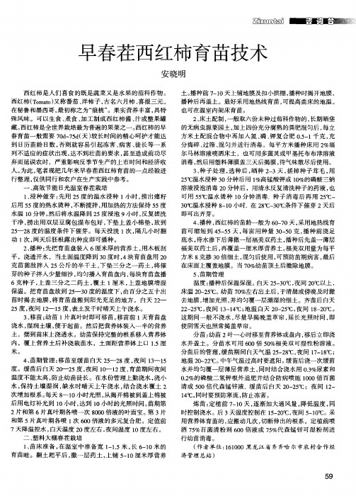 早春茬西红柿育苗技术