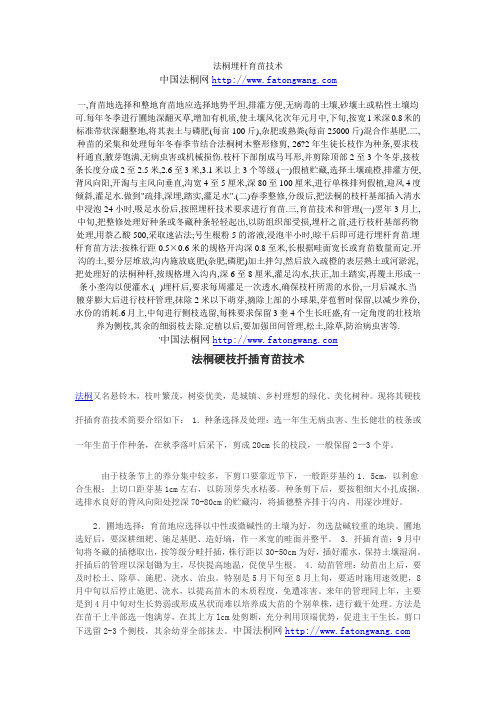 速生法桐苗木扦插技术
