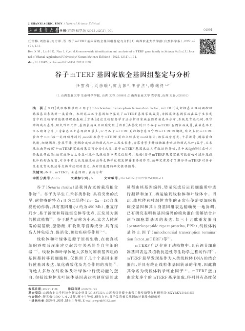 谷子mTERF 基因家族全基因组鉴定与分析