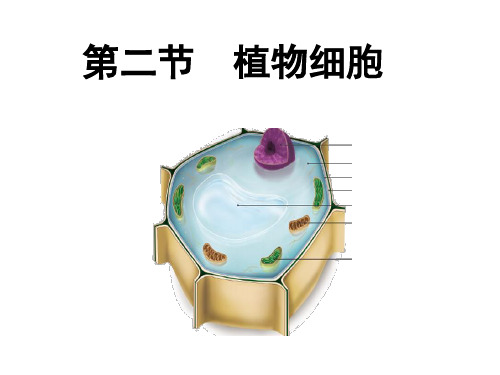 第二节植物细胞