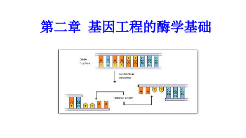 第二章基因工程的酶学基础